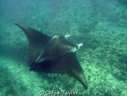 This manta-ray swam right past me out of no-where
Exmouth:) by Chloe Taylor 